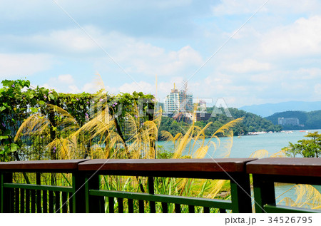 イネ科 稲科 ヨシ 34526795