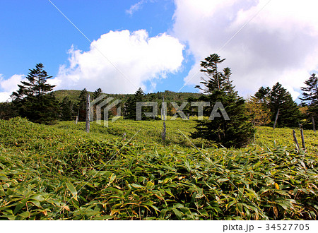 秋の青空と北八ヶ岳(2) 秋の青空と北八ヶ岳(2) 34527705