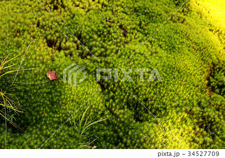 秋の陽を浴びる北八ヶ岳の苔(1) 秋の陽を浴びる北八ヶ岳の苔(1) 34527709