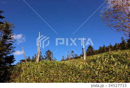 北八ヶ岳の笹原(1) 北八ヶ岳の笹原(1) 34527715