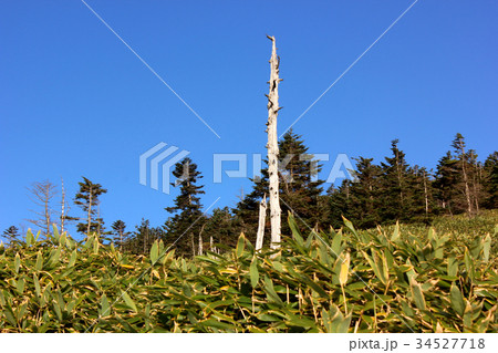 北八ヶ岳の笹原(2) 北八ヶ岳の笹原(2) 34527718