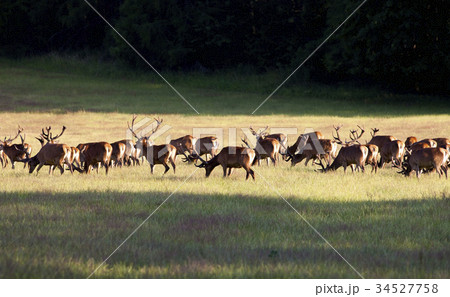 Large Herd of Elks Grazing on a Meadow 34527758