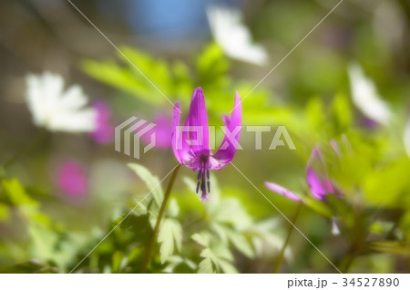 カタクリ 34527890