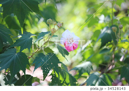 スイフヨウの花 34528143