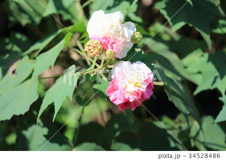 スイフヨウの花 34528486