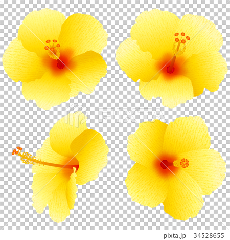 Hibiscus (yellow) Hibiscus (yellow) 34528655