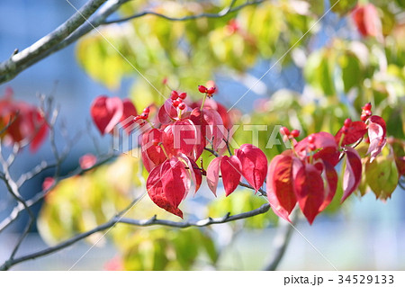 赤色ハナミズキ 34529133