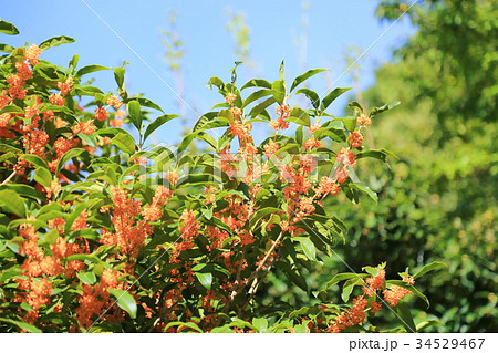 キンモクセイの花 キンモクセイの花 34529467