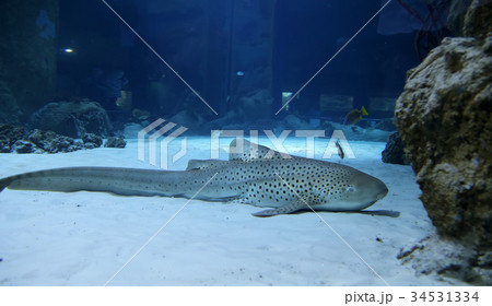 Wild fish in a huge beautiful aquarium 34531334