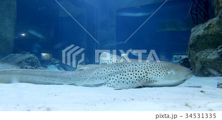 Wild fish in a huge beautiful aquarium Wild fish in a huge beautiful aquarium 34531335