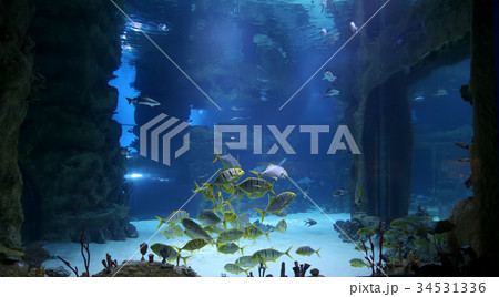 Wild fish in a huge beautiful aquarium Wild fish in a huge beautiful aquarium 34531336