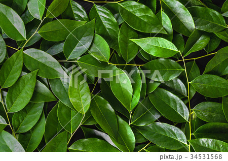 green leaf on black background green leaf on black background 34531568