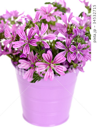 wild violet flowers in bucket 34532715