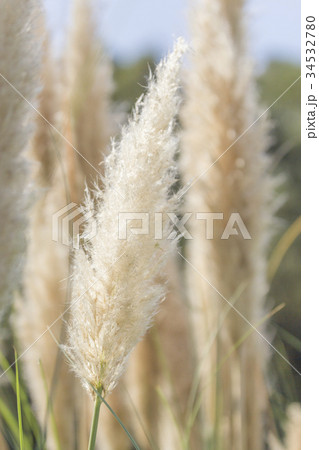 シロガネヨシの穂 シロガネヨシの穂 34532780