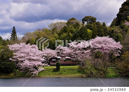 亀池公園桜 亀池公園桜 34532989
