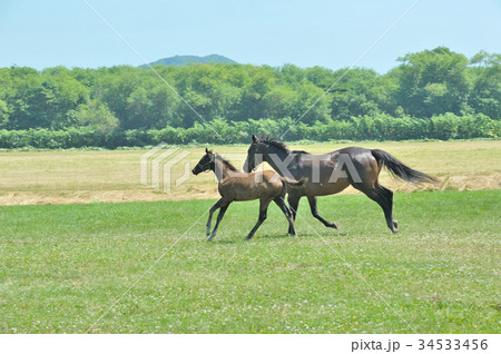 馬の親子 馬の親子 34533456