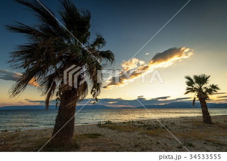 Coconut palm trees against colorful sunset Coconut palm trees against colorful sunset 34533555