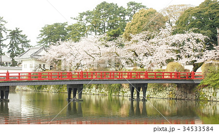 小田原城・学橋と桜(Odawara castle,Manabi bridge,Cherry) 小田原城・学橋と桜(Odawara castle,Manabi bridge,Cherry) 34533584