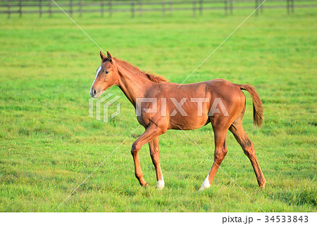 サラブレッド 子馬の写真素材