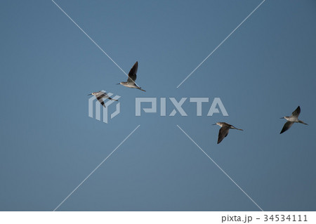 飛翔するコアオアシシギ達 34534111