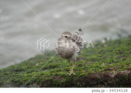 渡り鳥・オバシギ 渡り鳥・オバシギ 34534116