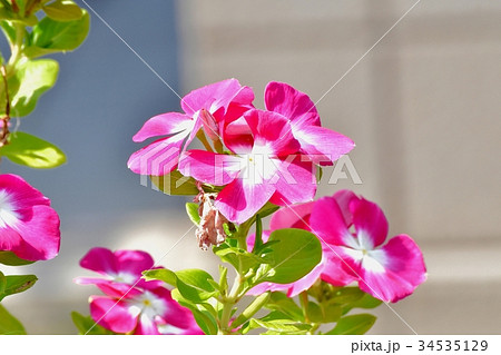 三鷹の花 植物 三鷹中原に咲く濃いピンクのニチニチソウ 三鷹の花 植物 三鷹中原に咲く濃いピンクのニチニチソウ 34535129