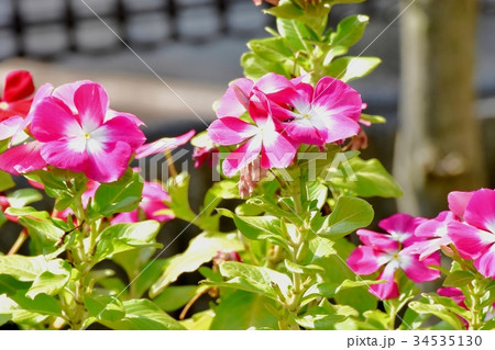 三鷹の花 植物 三鷹中原に咲く濃いピンクのニチニチソウ 三鷹の花 植物 三鷹中原に咲く濃いピンクのニチニチソウ 34535130