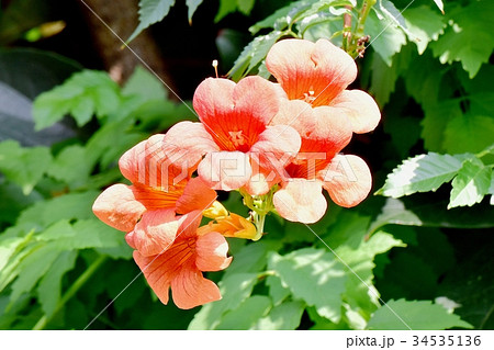 三鷹の花 植物 三鷹中原に咲くノウゼンカズラ 34535136