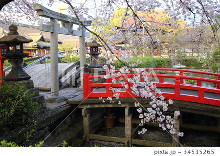 京都 春の六孫王神社 京都 春の六孫王神社 34535265