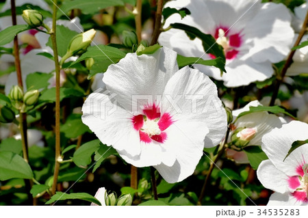 三鷹の花 植物 三鷹中原に咲く白いムクゲ 三鷹の花 植物 三鷹中原に咲く白いムクゲ 34535283