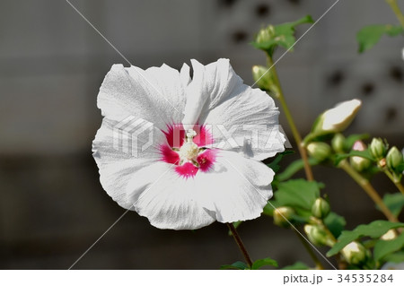 三鷹の花 植物 三鷹中原に咲く白いムクゲ 34535284