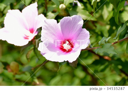 三鷹の花 植物 三鷹中原に咲くピンクのムクゲ 34535287
