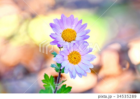 三鷹の花 植物 三鷹中原に咲く薄紫色のコギク 34535289