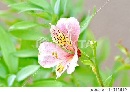 三鷹の花 植物 三鷹中原に咲くアルストロメリア 34535619