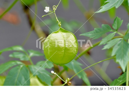 三鷹の花 植物 三鷹中原に咲くフウセンカズラ 三鷹の花 植物 三鷹中原に咲くフウセンカズラ 34535623