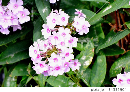 三鷹の花 植物 三鷹中原に咲くピンクのサクラソウ 三鷹の花 植物 三鷹中原に咲くピンクのサクラソウ 34535904