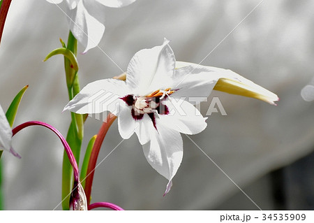 三鷹の花 植物 三鷹中原に咲く白いアシダンセラ 34535909