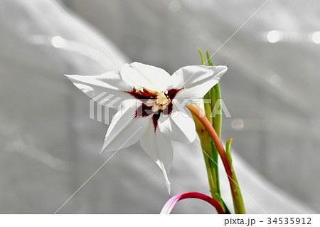 三鷹の花 植物 三鷹中原に咲く白いアシダンセラ 34535912