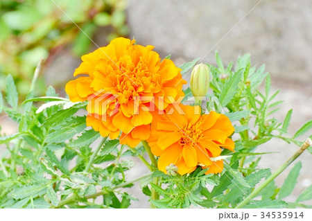 三鷹の花 植物 三鷹中原に咲く黄色いマリーゴールド 34535914