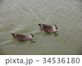 カモ 34536180