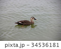 鴨 34536181