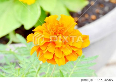 三鷹の花 植物 三鷹中原に咲く黄色いマリーゴールド 34536565