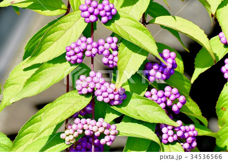 三鷹の花 植物 三鷹中原に咲くコムラサキ(ムラサキシキブ) 三鷹の花 植物 三鷹中原に咲くコムラサキ(ムラサキシキブ) 34536566