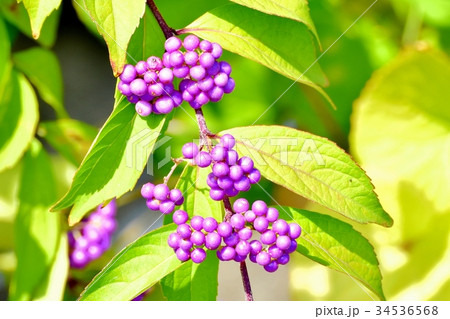 三鷹の花 植物 三鷹中原に咲くコムラサキ(ムラサキシキブ) 三鷹の花 植物 三鷹中原に咲くコムラサキ(ムラサキシキブ) 34536568