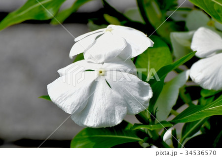 三鷹の花 植物 三鷹中原に咲く白いニチニチソウ 三鷹の花 植物 三鷹中原に咲く白いニチニチソウ 34536570