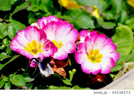 三鷹の花 植物 三鷹中原に咲くピンクと白グラデーションのプリムラ 34536573