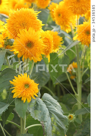 ひまわり　８月 34536585