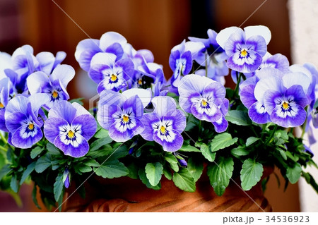 三鷹の花 植物 三鷹中原に咲く薄紫色のビオラ 34536923