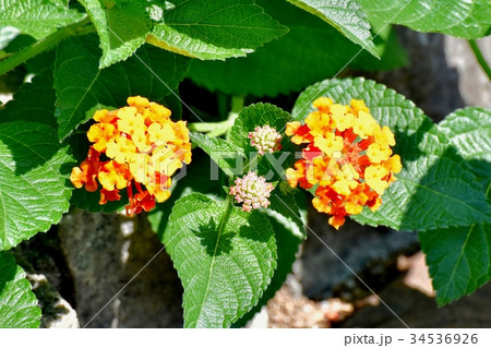 三鷹の花 植物 三鷹中原に咲く黄色いランタナ 三鷹の花 植物 三鷹中原に咲く黄色いランタナ 34536926