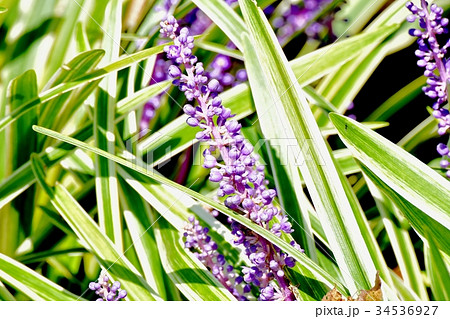 三鷹の花 植物 三鷹中原に咲くヤブラン斑入り 34536927